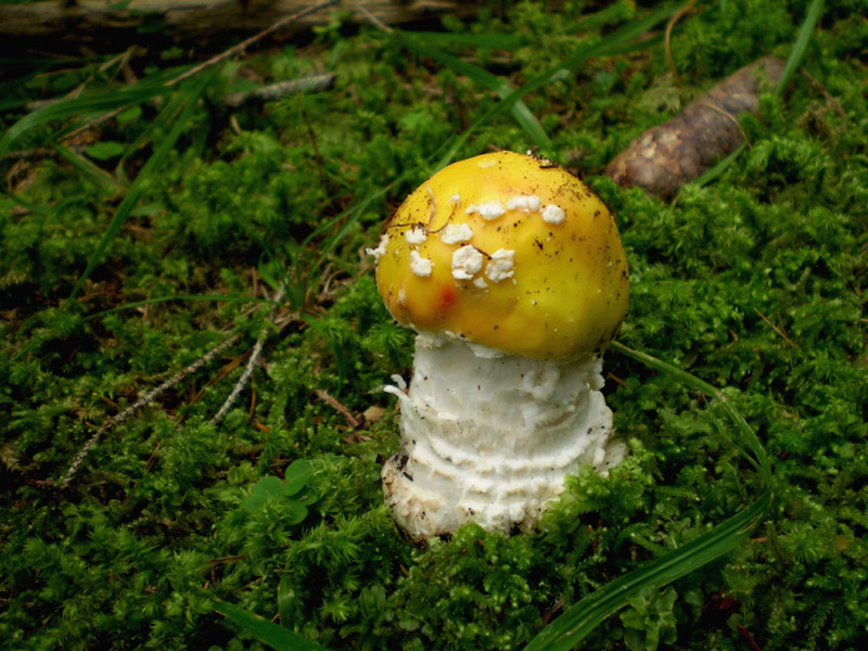 Amanita ...